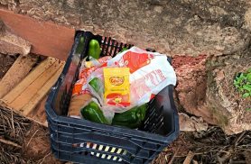 Ladrão invade escola, come alimentos e tenta fugir com caixa de mantimentos em Iporã