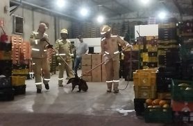 Quati invade empresa de frutas para furtar, dá trabalho aos Bombeiros mas é capturado