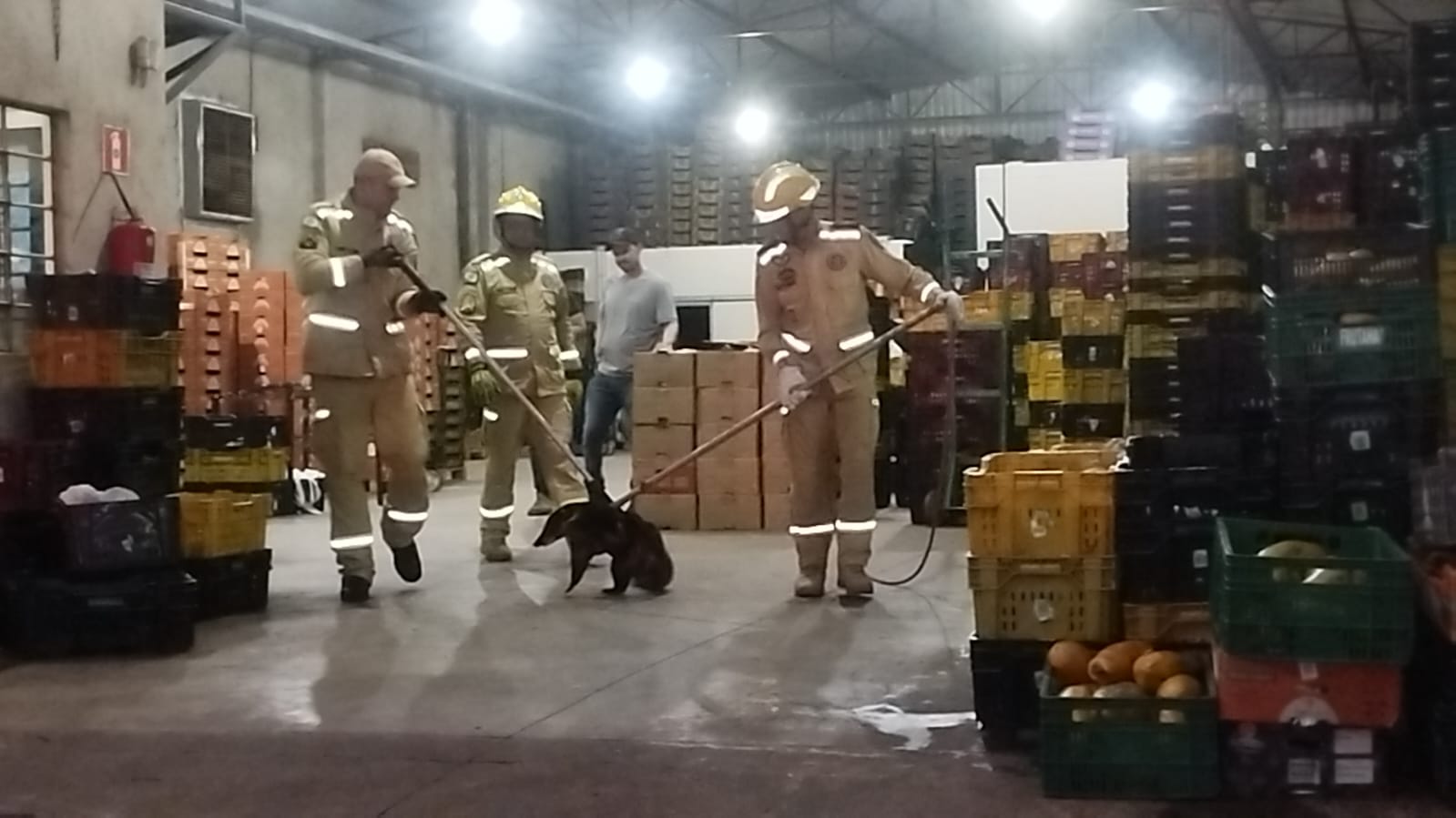 Quati invade empresa de frutas para furtar, dá trabalho aos Bombeiros mas é capturado