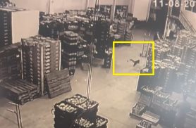 Novas imagens mostram quati ‘fazendo a festa’ em empresa de frutas em Cascavel