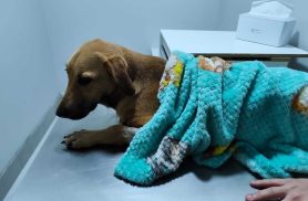 Cachorra é encontrada no bairro Canadá