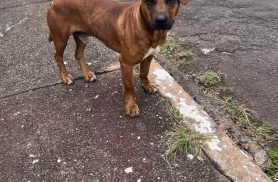 Cachorro é encontrado no bairro Centro