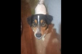 Cachorro é encontrado no bairro Região do Lago