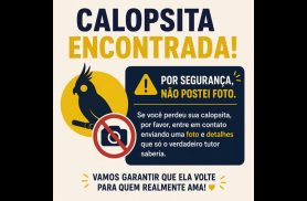 Calopsita é encontrado no bairro Santa Cruz