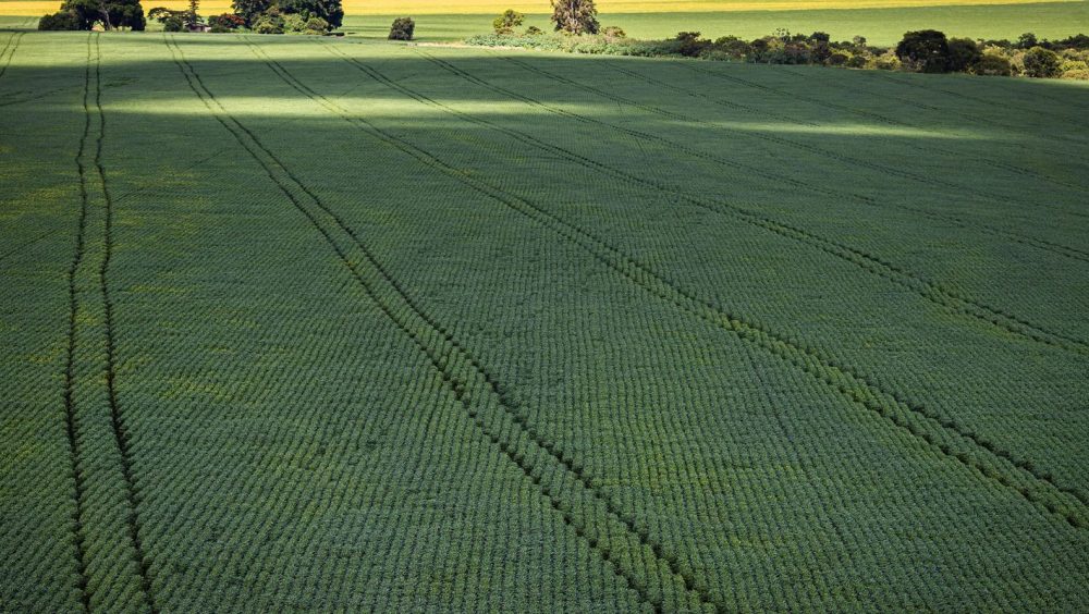 Senado aprova plano para fabricação de fertilizantes no Brasil Imagem referente a Senado aprova plano para fabricação de fertilizantes no Brasil