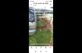Cachorro Tuc Tuc desapareceu no bairro Floresta