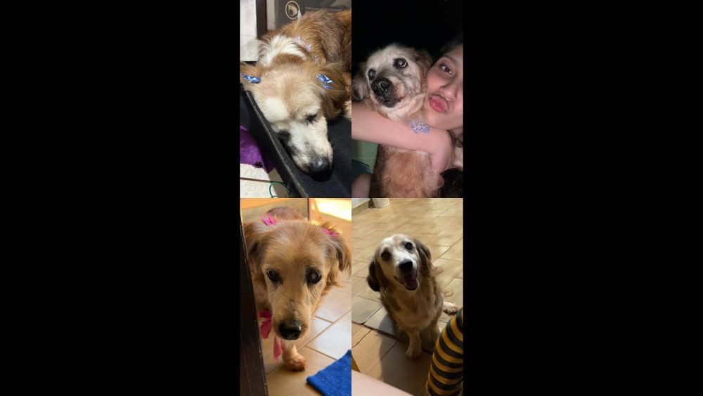 Cachorra Estrela desapareceu no bairro Morumbi Imagem referente a Cachorra Estrela desapareceu no bairro Morumbi