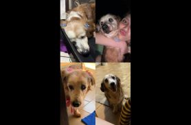Cachorra Estrela desapareceu no bairro Morumbi