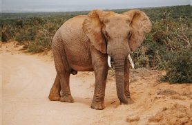 Dia Mundial do Elefante lembra que tamanho nunca foi sinônimo de proteção Dia Mundial do Elefante lembra que tamanho nunca foi sinônimo de proteção