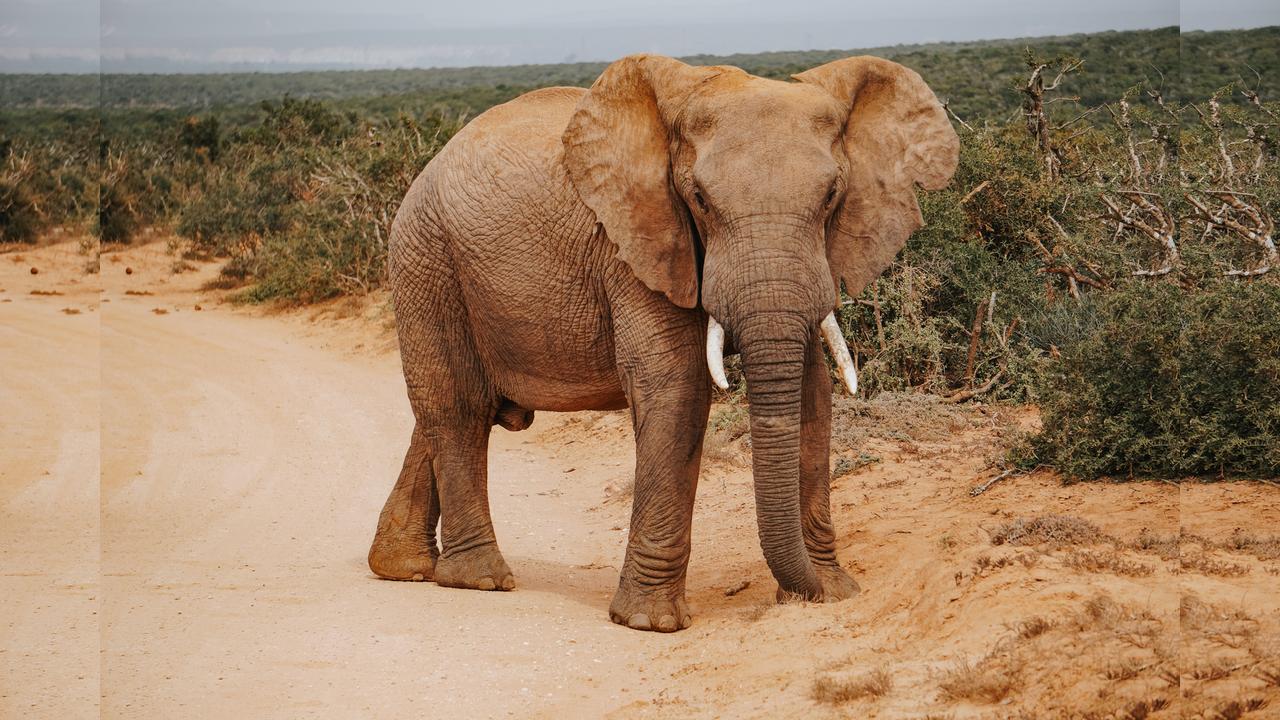 Imagem referente a Dia Mundial do Elefante lembra que tamanho nunca foi sinônimo de proteção