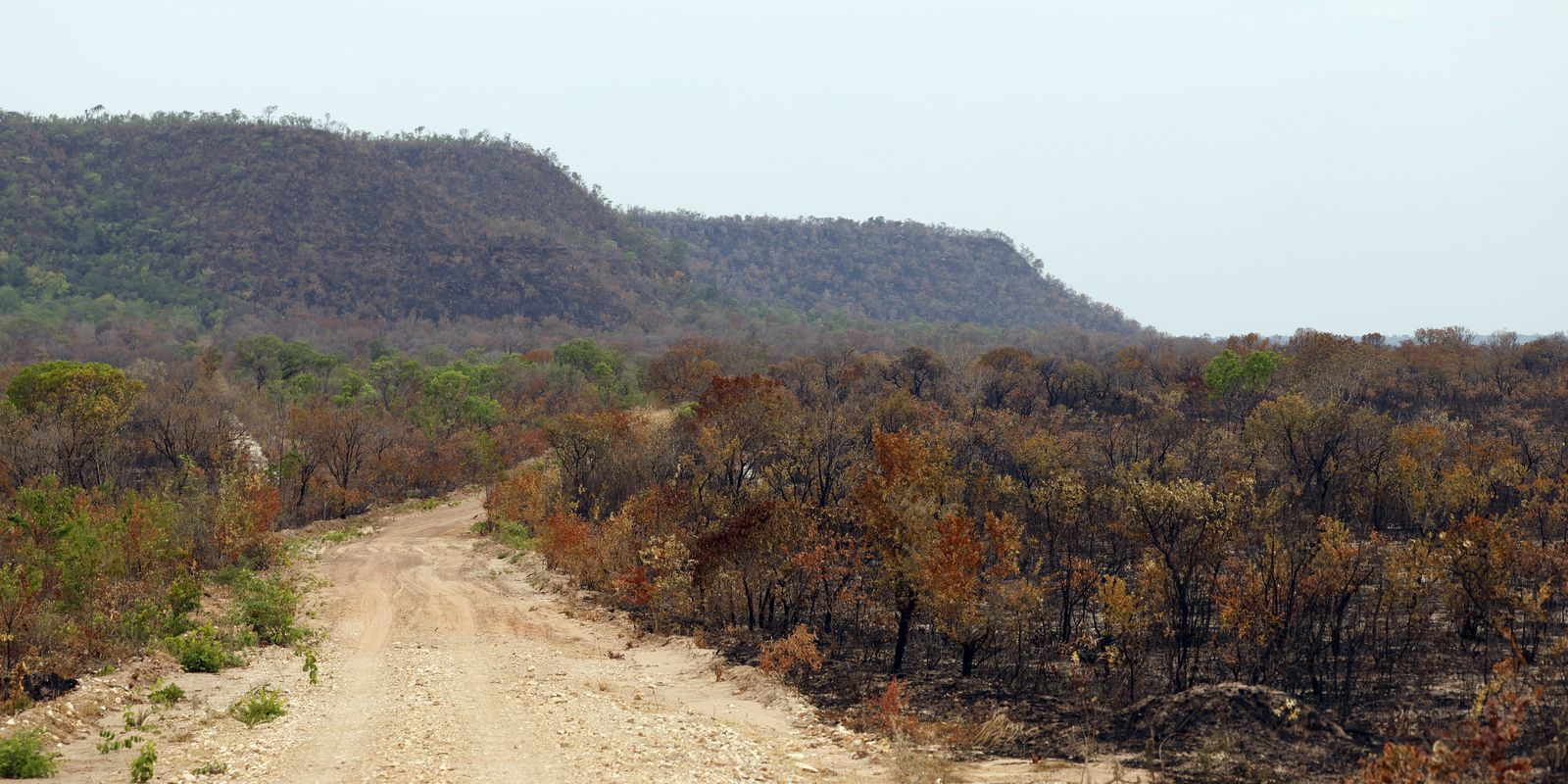 Imagem referente a Mapbiomas: menor vegetação nativa expõe mais o país ao El Niño