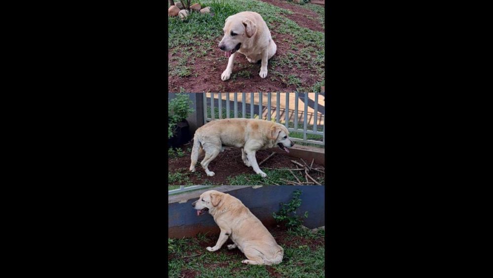 Cachorro é encontrado no bairro Centro Imagem referente a Cachorro é encontrado no bairro Centro