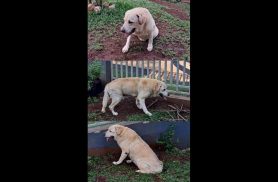 Cachorro é encontrado no bairro Centro