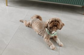 Cachorra é encontrada no bairro Parque Verde