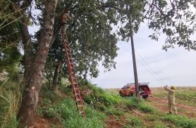 Bombeiros fazem poda de árvore após galhos enroscarem em cabos de fibra óptica em Cascavel Bombeiros fazem poda de árvore após galhos enroscarem em cabos de fibra óptica em Cascavel