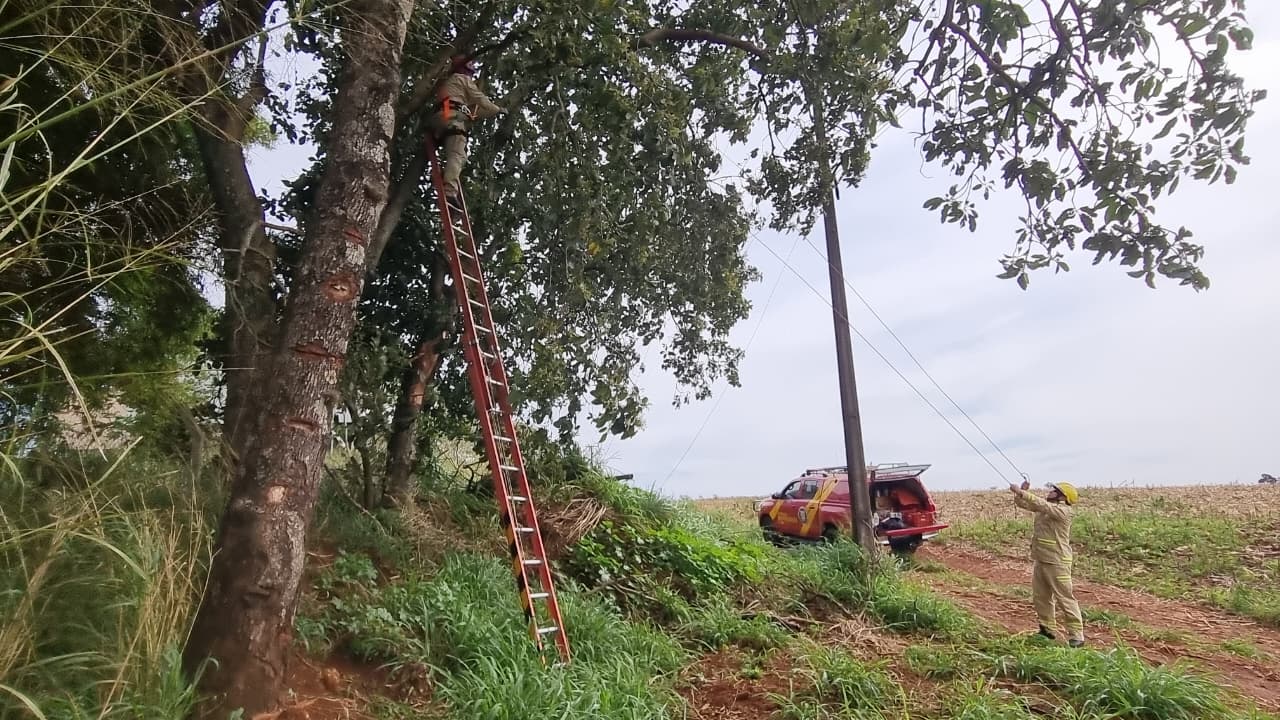 Bombeiros fazem poda de árvore após galhos enroscarem em cabos de fibra óptica em Cascavel