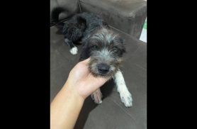 Cachorra Cindi desapareceu no bairro Canadá
