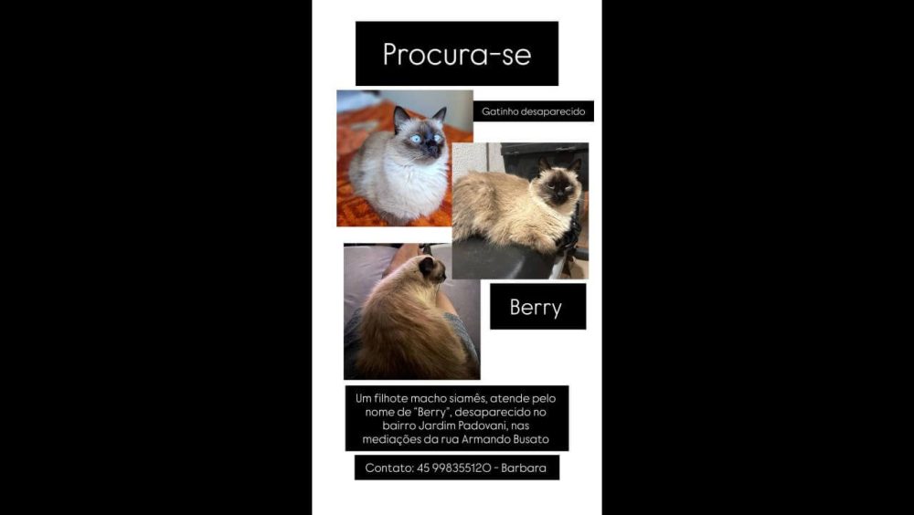 Gato Berry (Alemão) desapareceu no bairro Jardim Padovani Imagem referente a Gato Berry (Alemão) desapareceu no bairro Jardim Padovani