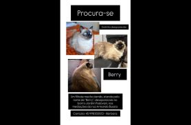 Gato Berry (Alemão) desapareceu no bairro Jardim Padovani