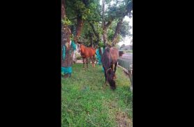 Cavalos são encontrados no bairro Universitário