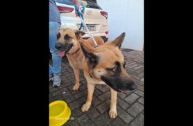 Cachorro é encontrado no bairro Centro