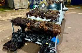 Receita Federal apreende veículo na BR-277 com 146 kg de cabelo humano