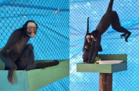 Zoológico de Cascavel recebe duas fêmeas de macaco-aranha-de-testa-branca, espécie ameaçada de extinção