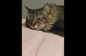 Gato Pudim desapareceu no bairro Parque São Paulo