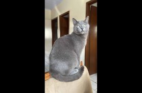 Gato Mimi desapareceu no bairro Santo Onofre