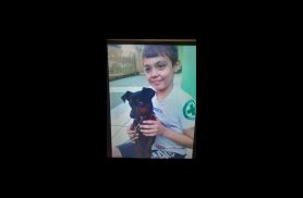 Cachorro Pincher desapareceu no bairro Coqueiral