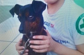 Cachorro Maguila desapareceu no bairro Coqueiral