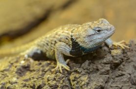 Dia Mundial do Lagarto celebra o rei do muro, do quintal e dos sustos inesperados