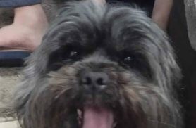 Cachorro Leon desapareceu no bairro Pioneiros Catarinenses