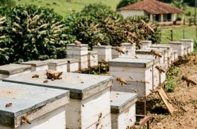 Cascavelense morre após ser atacado por abelhas em fazenda no Pará Cascavelense morre após ser atacado por abelhas em fazenda no Pará
