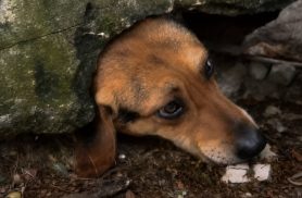 Pego pela gula: cachorro preso pelo pescoço ensina o preço de não resistir a um pudim