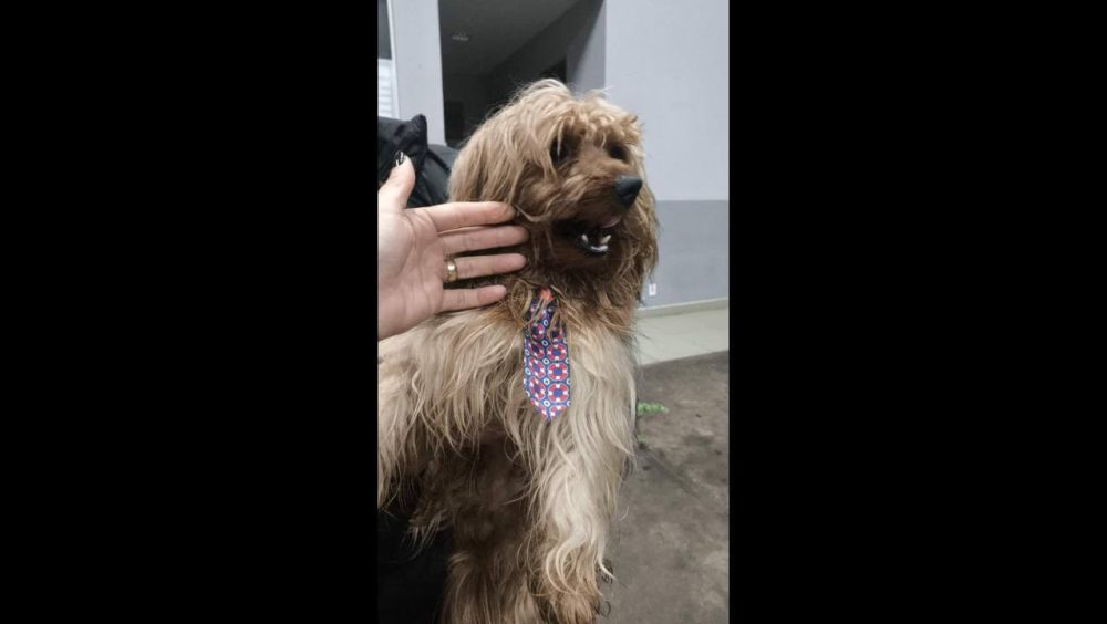 Cachorro é encontrado no bairro Alto Alegre Imagem referente a Cachorro é encontrado no bairro Alto Alegre