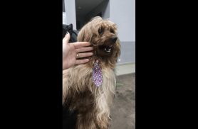 Cachorro é encontrado no bairro Alto Alegre