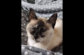 Gata Dolly desapareceu no bairro Esmeralda