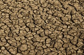 Desertificação no Brasil ameaça segurança hídrica e alimentar