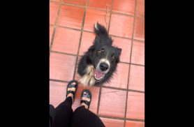 Cachorro é encontrado no bairro Parque Verde