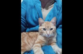 Gato desapareceu no bairro Interlagos