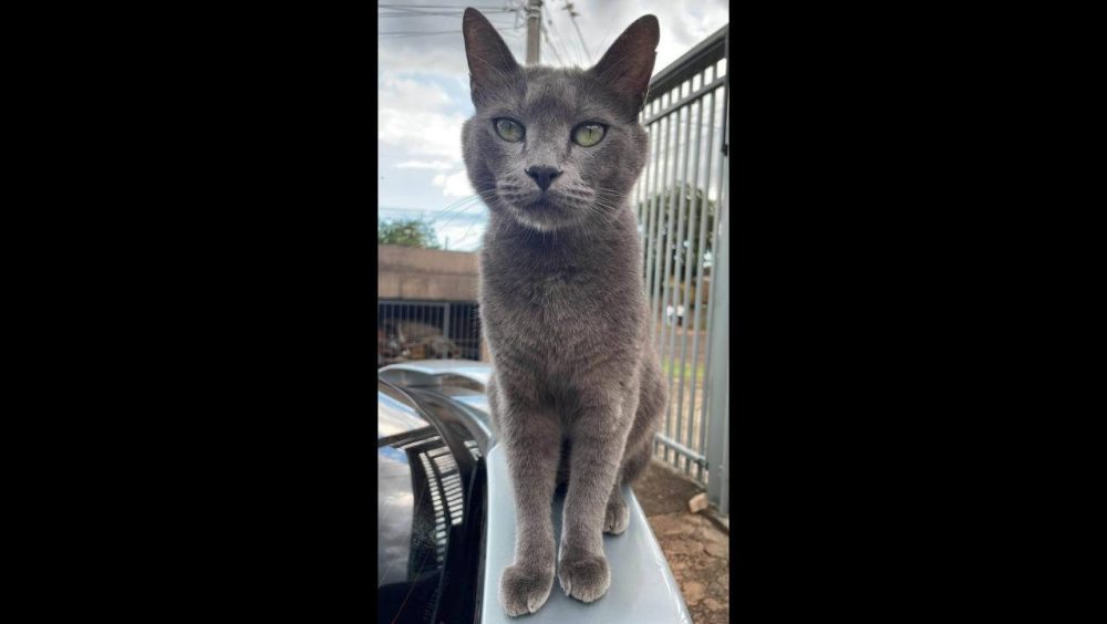 Gato Mimi desapareceu no bairro Santo Onofre Imagem referente a Gato Mimi desapareceu no bairro Santo Onofre