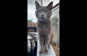 Gato Mimi desapareceu no bairro Santo Onofre