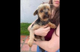 Cachorro é encontrado no bairro Maria Luiza