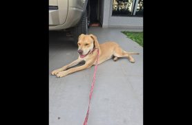 Cachorra é encontrada no bairro Pioneiros Catarinenses