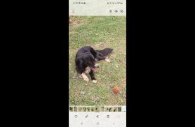 Cachorro Flexe desapareceu no bairro Recanto Tropical