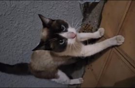 Gato é encontrado no bairro Claudete