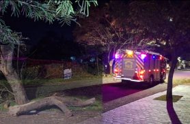 Galho de grande porte cai sobre rua e mobiliza Corpo de Bombeiros durante a madrugada em Cascavel Galho de grande porte cai sobre rua e mobiliza Corpo de Bombeiros durante a madrugada em Cascavel