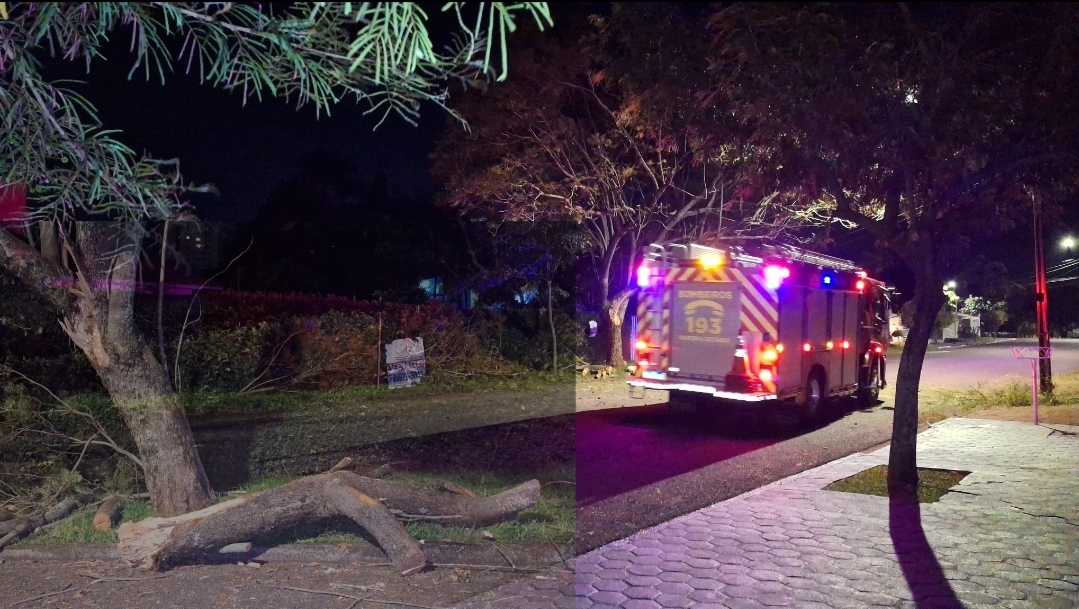 Galho de grande porte cai sobre rua e mobiliza Corpo de Bombeiros durante a madrugada em Cascavel