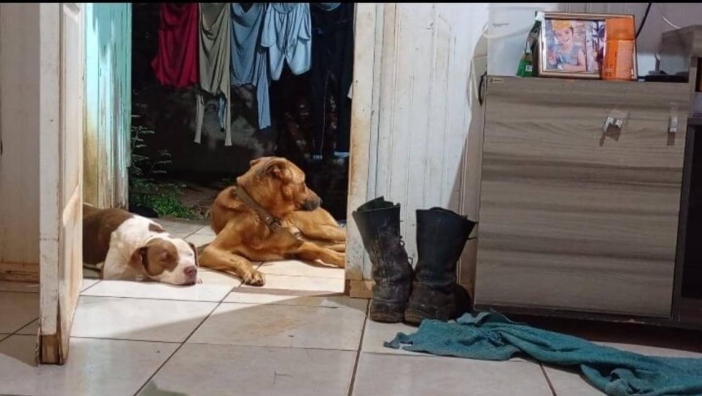 Cachorra Jady e Thel desapareceu no bairro Cascavel Velho Imagem referente a Cachorra Jady e Thel desapareceu no bairro Cascavel Velho